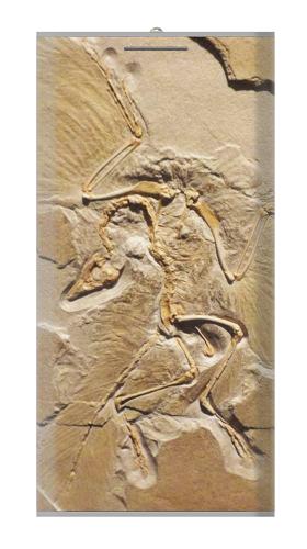 Dinosaur Fossil Iphone6 Case