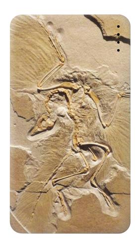 Dinosaur Fossil Iphone6 Case